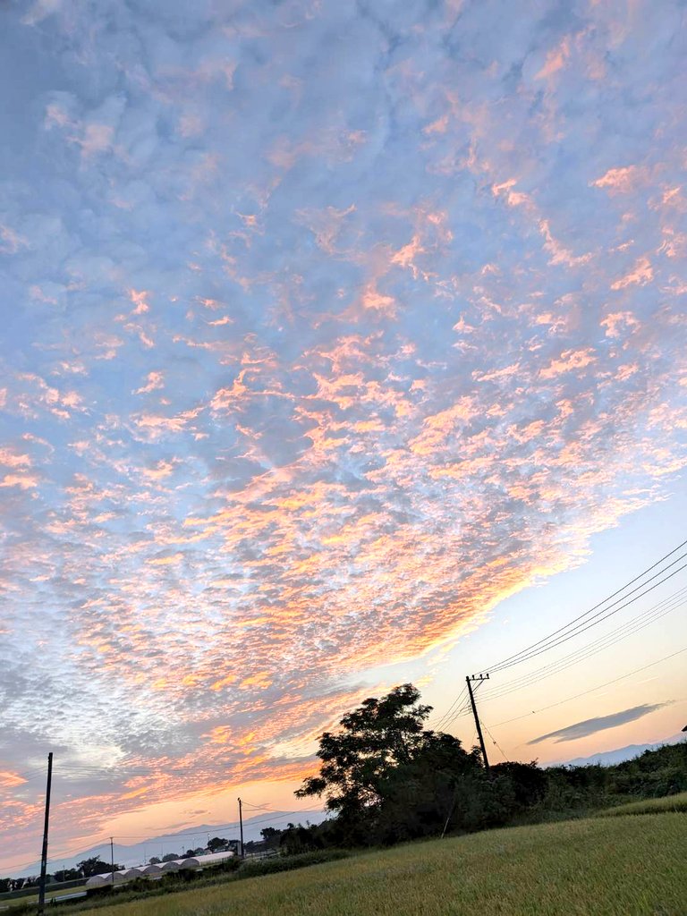mintjam178's tweet image. 幻想的な空模様(人´∀｀)．☆．。．:リリーも感傷に浸ってる⁉️🤣 ＃コーギー ＃コーギーのいる暮らし ＃犬のいる暮らし