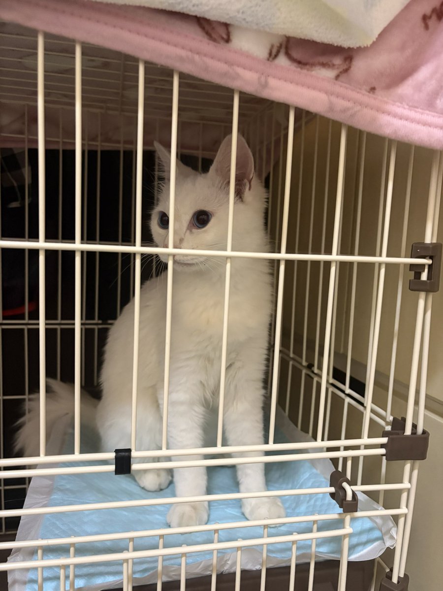 野良猫から保護猫になりました(*>ω<)b