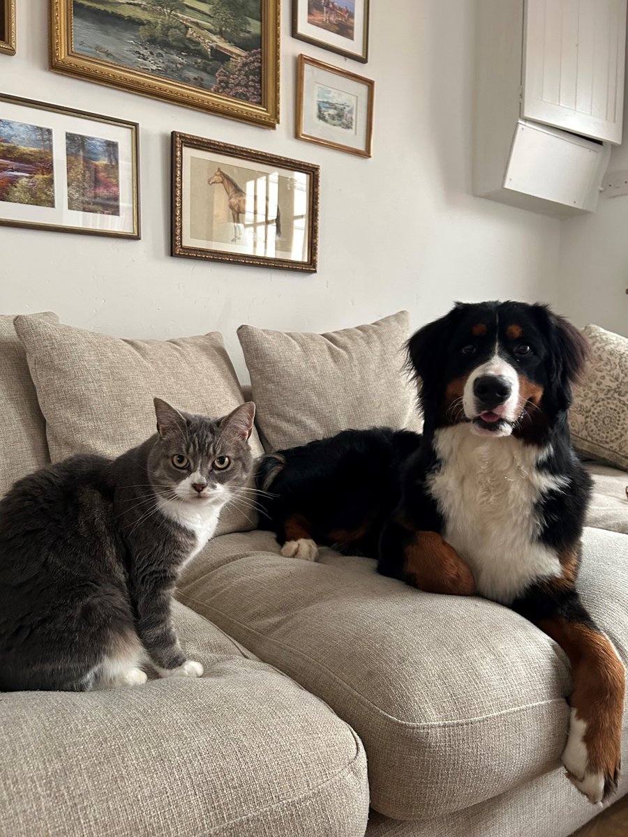 CatsProtection's tweet image. As you know, we think cats are the best! But as it’s #WorldAnimalDay, we’d love to hear about any other animals that have changed your life (you can still tell us about your cat though!) 🐕 🐹 🐰 🐓