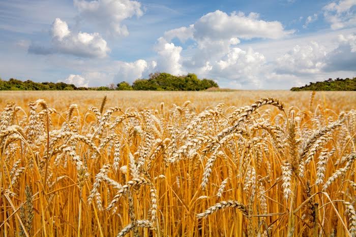 This Sunday at St John's East Dulwich - mailchi.mp/47849f6dff39/t…