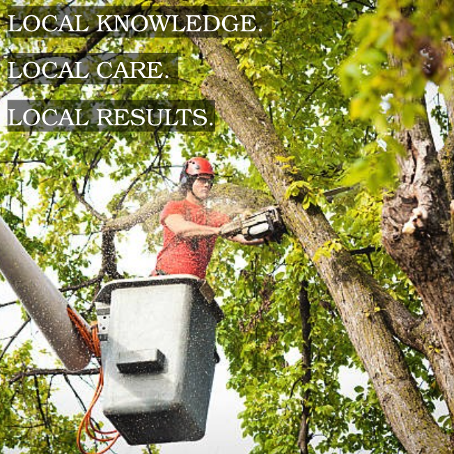 greenway_tree's tweet photo. Tennessee's unpredictable weather needs local expertise, not generic advice. 
Our 15+ years in Franklin means knowing which species thrive, when storms hit, how to prepare. 
 
https://t.co/lkdfvsEkK3  832-623-3538 
#LocalTreeExperts #MiddleTennessee https://t.co/4435Vkk3TB
