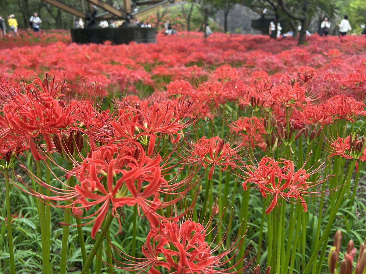 ぽけあねす tweet media