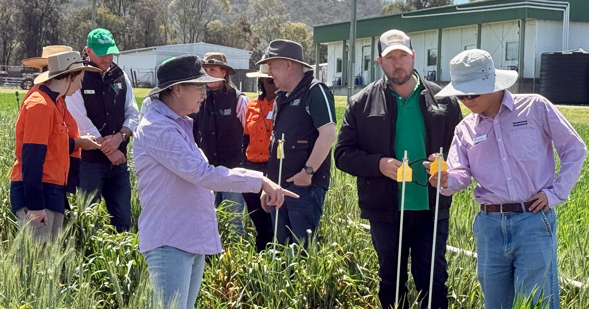 theGRDC's tweet photo. PHOTO GALLERY 📸 #NorthernPanel #SpringPanelTour

 Big thanks to everyone who welcomed the group across southern Queensland 🙏

📍#Goondiwindi #BillaBilla #Toowoomba #Tummaville #WarwickQLD #Gatton.
🔗 @HayesSpraying @NthFarmingSys @TosariCropRC @UQGattonUpdate https://t.co/QLEqvx00BH
