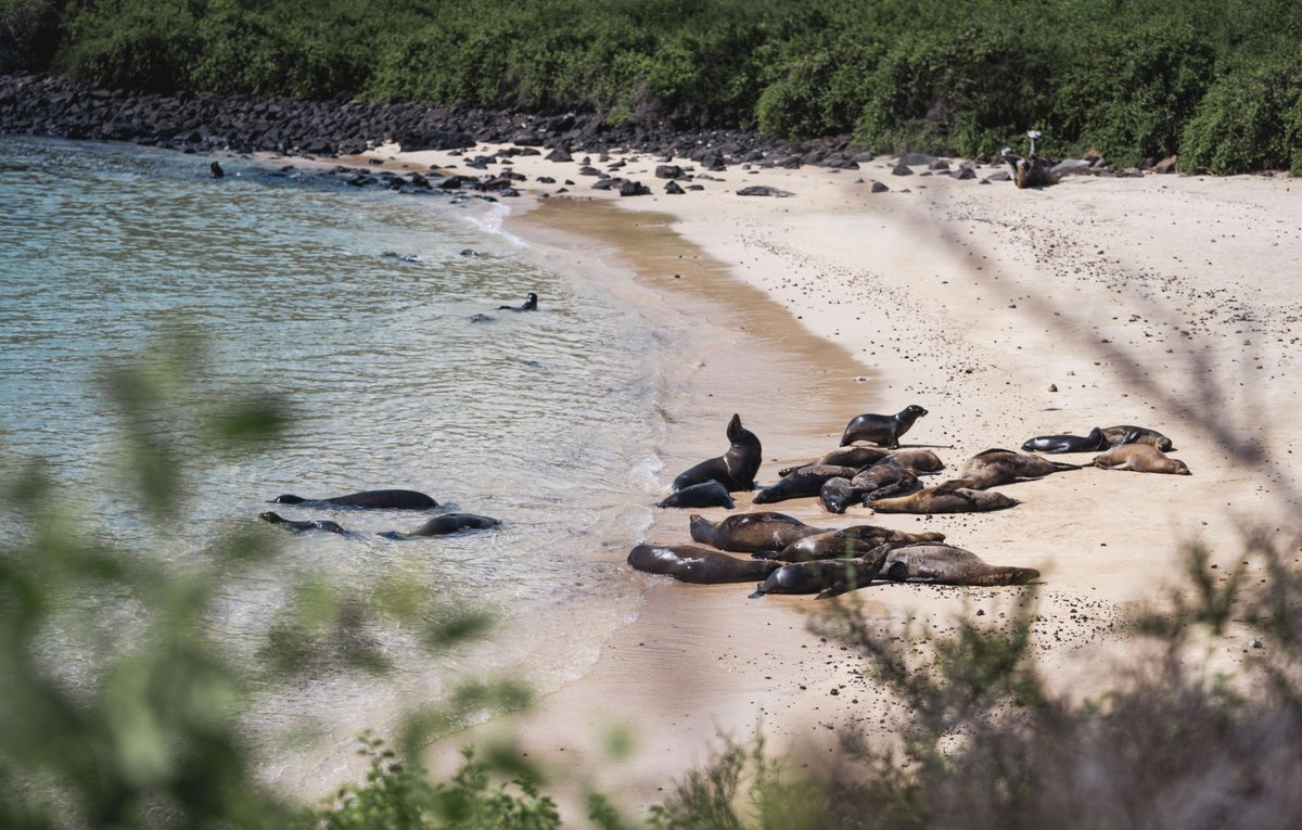 Drift through nature’s most extraordinary masterpiece aboard &amp;Beyond’s #Galapagos Explorer - where luxury meets wild beauty. With their Yacht Honeymoon offer, your partner enjoys 50% off their stay.  
#andbeyond #honeymoontravel #luxurytravel #virtuosotravel #sovirtuoso