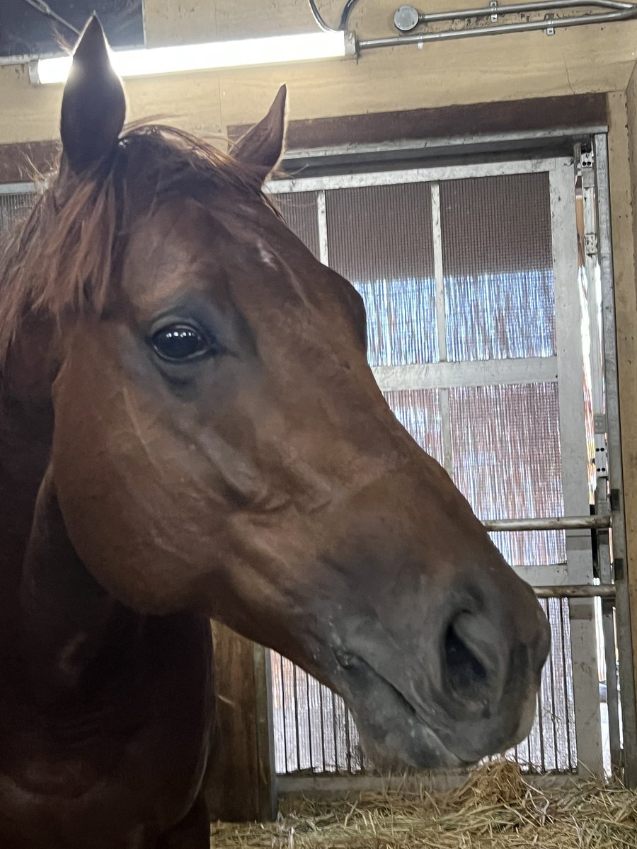 【出走情報📣】
今週末は東京競馬場で3頭が出走します🙌🏻
(ピコブルーは残念ながら除外になってしまったので、また来週です🥲)

10/4(土)
🐴ピコテーパー
3R  メイクデビュー  1,400m芝
#杉原誠人 騎手

🐴ピコテンダー
6R  3歳以上1勝クラス  1,400mダート
#戸崎圭太 騎手

10/5(日)
🐴ピコイチ
4R