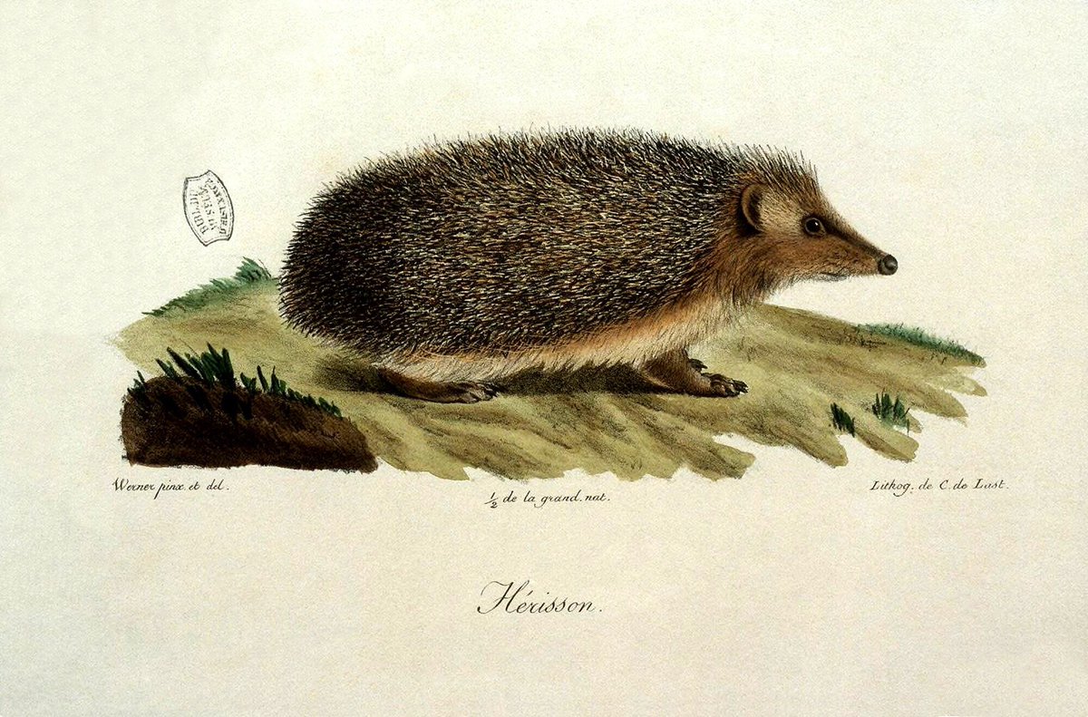 CrustCreatures's tweet image. Crust Crackers: Hedgehog
Across European cultures, hedgehogs are celebrated as emblems of quiet strength, patrolling gardens with unwavering resolve. 🪴🪖💐 Did you know their heartbeats can slow to 20 beats per minute during hibernation, like nature’s tiny meditators? Discover…