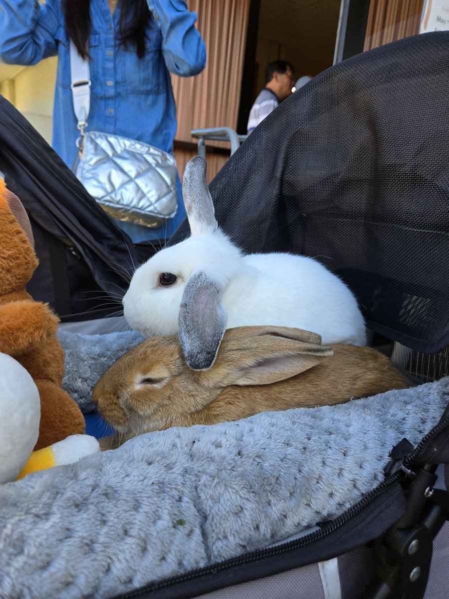 AThegreat100's tweet photo. Alexis was introduced to Alex's best friends. Went very well. #rabbit #bunlife #foreveralexthegreat #rabbit #bunny #rabbits #AdoptDontShop #pets https://t.co/LR9BaeIgRX