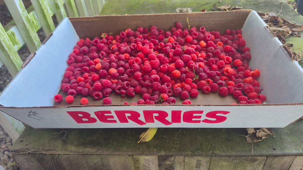 WanderSeekerYT's tweet image. Berry Sweet Harvest 🍓🌿
Wandered out to Anderson Orchard and brought home 3.75 lbs of ruby-red raspberries ✨ Nothing beats U-Pick days in the fall. New blog + video drop tomorrow! 🌾 youtube.com/@WanderSeekerYT 

#WanderSeeker #FallVibes #RaspberryPicking #IndianaOrchards