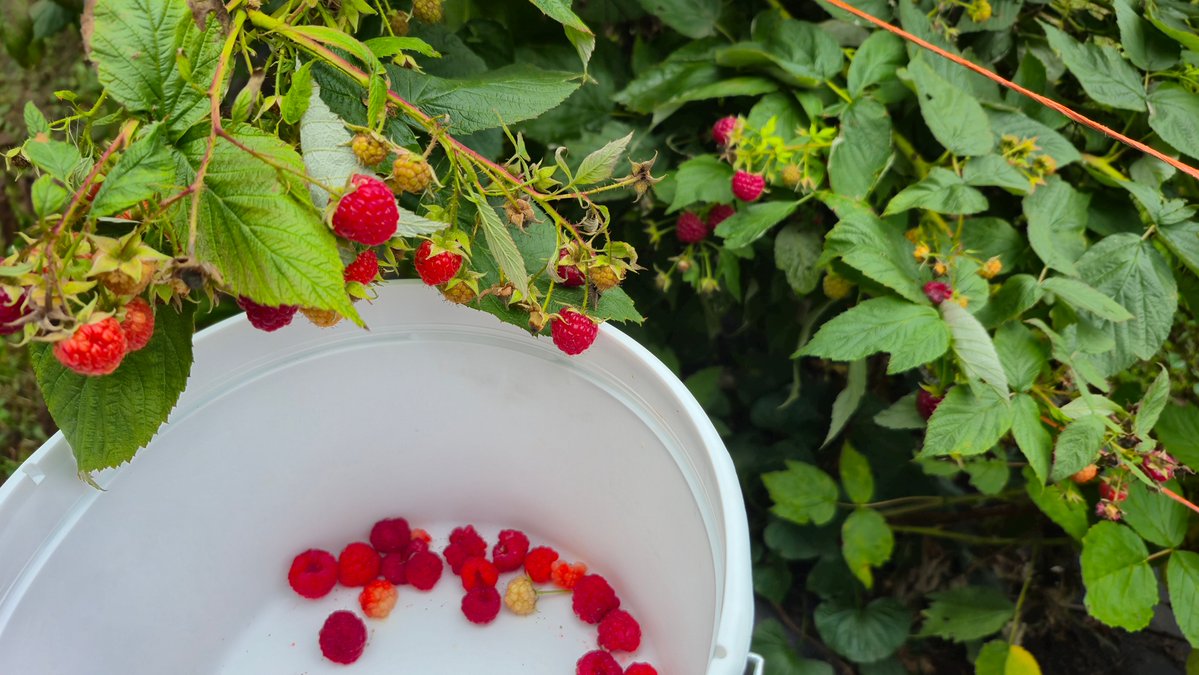 WanderSeekerYT's tweet image. Berry Sweet Harvest 🍓🌿
Wandered out to Anderson Orchard and brought home 3.75 lbs of ruby-red raspberries ✨ Nothing beats U-Pick days in the fall. New blog + video drop tomorrow! 🌾 youtube.com/@WanderSeekerYT 

#WanderSeeker #FallVibes #RaspberryPicking #IndianaOrchards