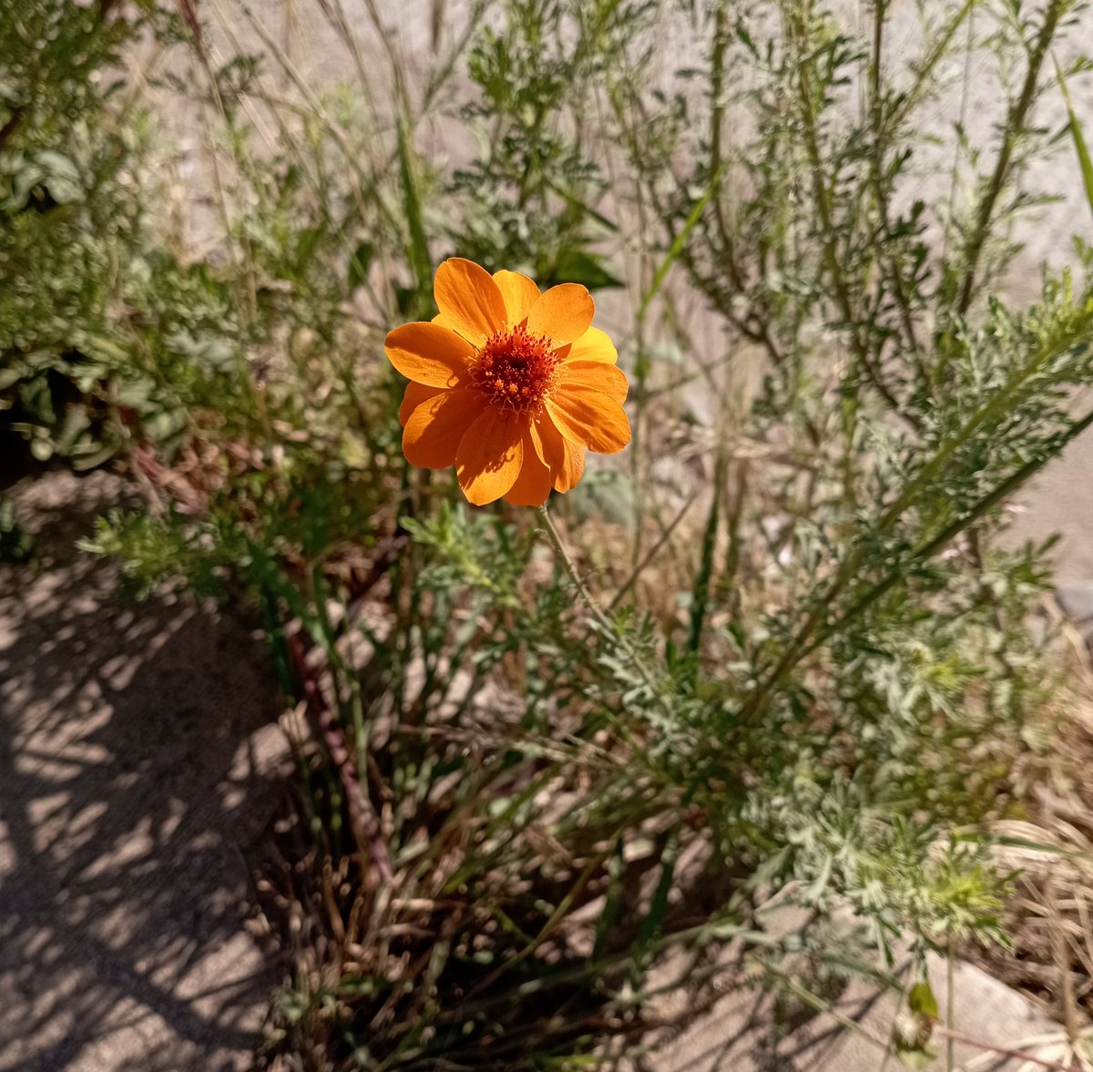Acabo de ver este cempasúchil creciendo en una grieta afuera de una fábrica, ya es temporada de muertos 🏵️

🏵️ Cempasúchil (𝘈𝘥𝘦𝘯𝘰𝘱𝘩𝘺𝘭𝘭𝘶𝘮 𝘤𝘢𝘯𝘤𝘦𝘭𝘭𝘢𝘵𝘶𝘮)
📍 Puerto Interior, Silao