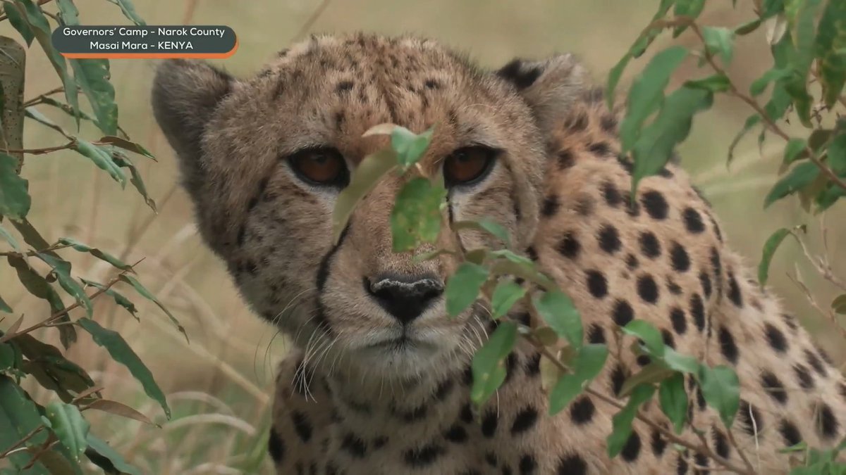 myrtleSC1's tweet image. So pretty #wildearth