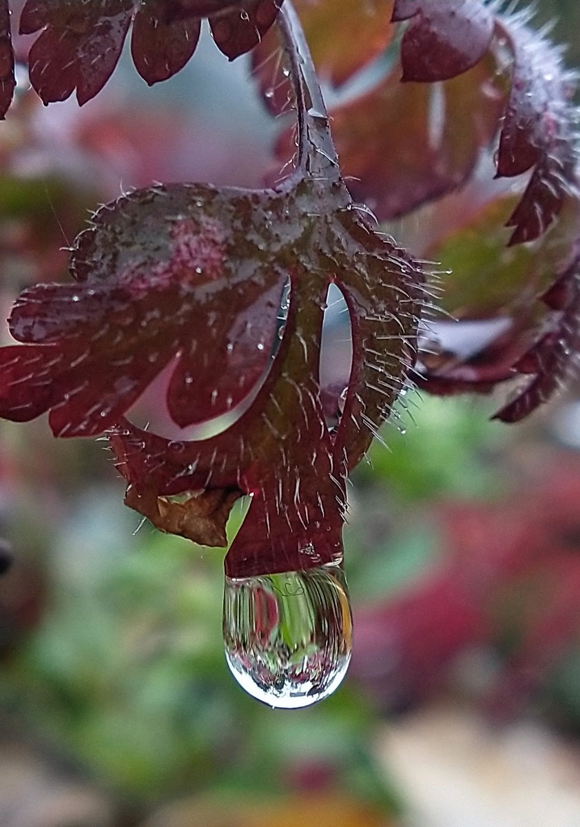 SewellLeigh's tweet image. In-tension 😊

#raindrop #nature #StormAmy #macro #fridaymorning