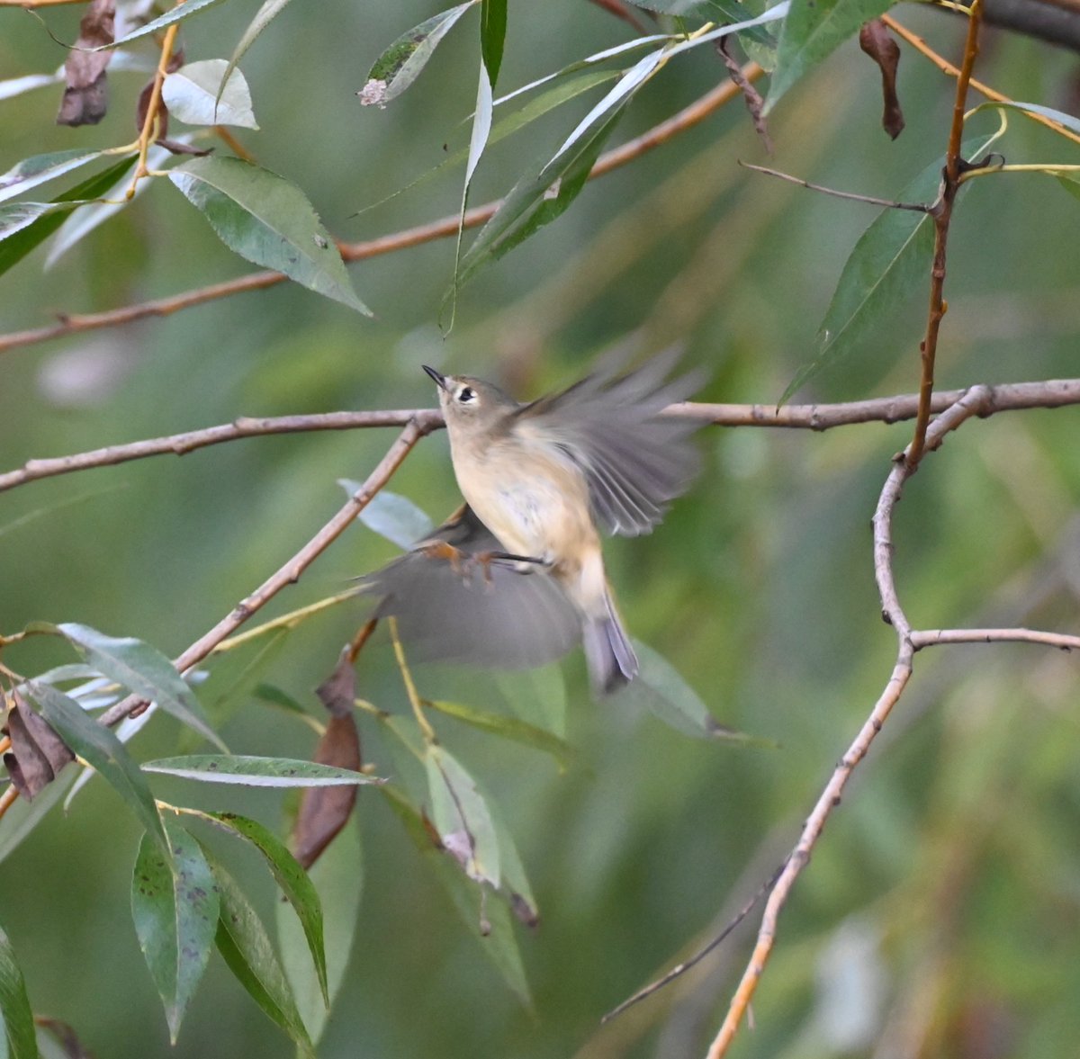 lorifaithnyc's tweet photo. Let the chase begin, the kinglets have returned. #birds #kinglets #birdwatching #birdcpp #mymorningwalk #nyc https://t.co/HFG7KY102h
