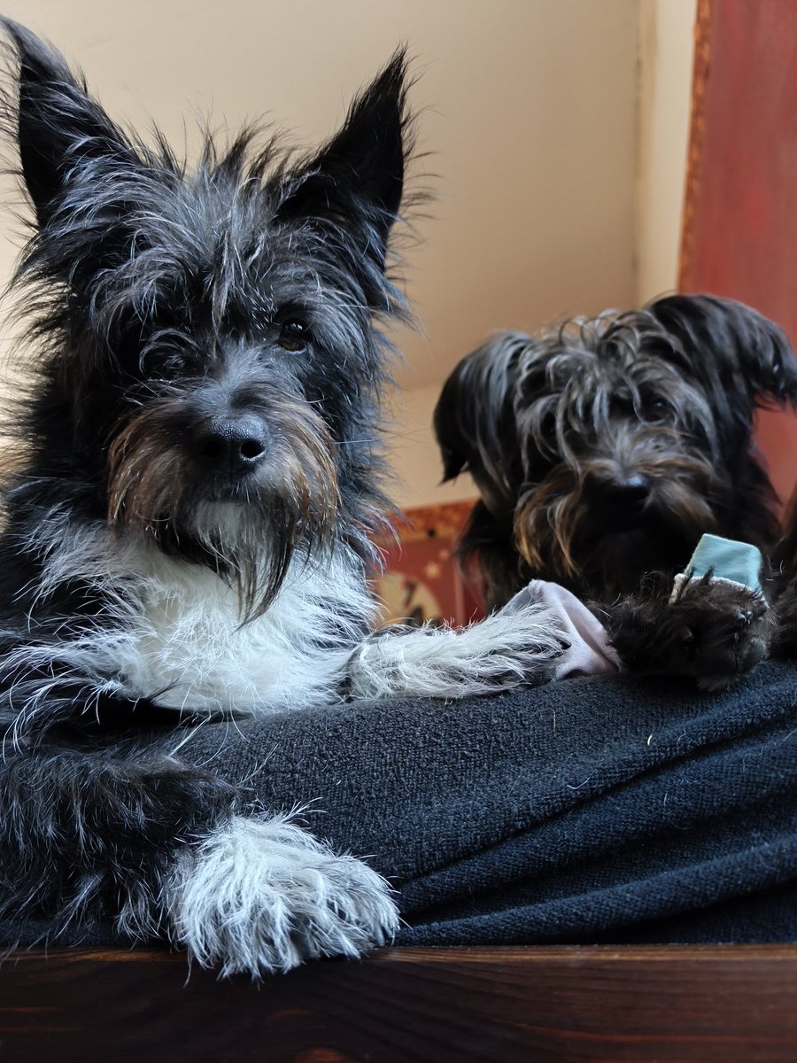 Herrchen versucht zu schlafen...