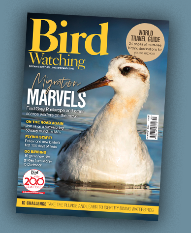 Good to see  Liam Smith's excellent article promoting Cleethorpes and RSPB Tetney Marshes in the October edition of Bird Watching magazine. <a href="/Blacktoft_Sands/">RSPB Blacktoft Sands and the Humber</a> <a href="/DiscoverNEL/">DiscoverNEL</a>
