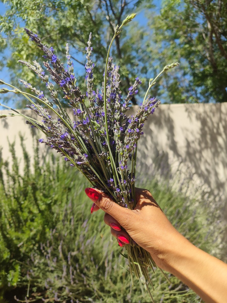 Pananatv's tweet photo. Lavender harvest 🪻 https://t.co/TqS1JAiD4v