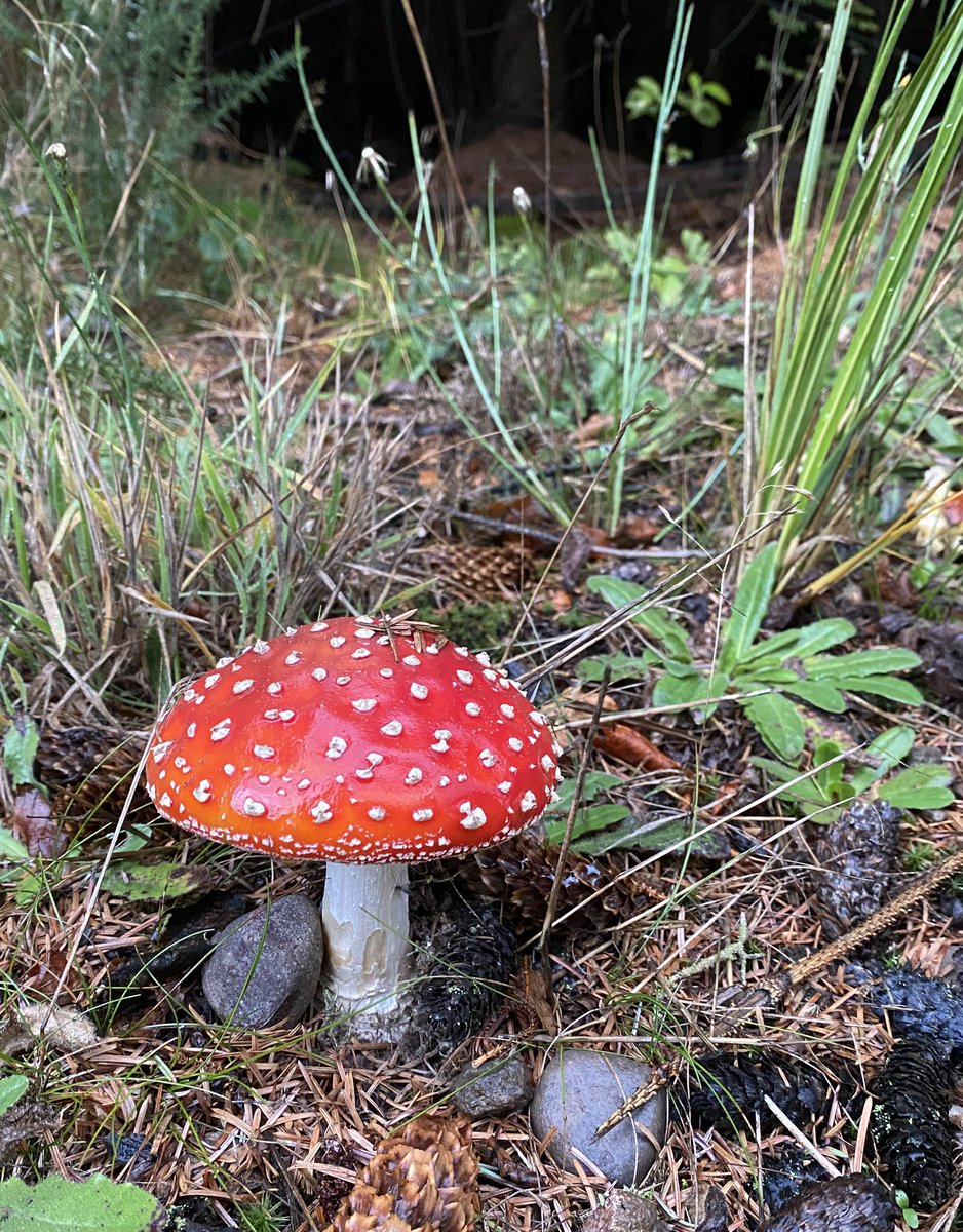 AilishSinclair's tweet image. It’s such a good year for these. #FungiFriday #flyagaric