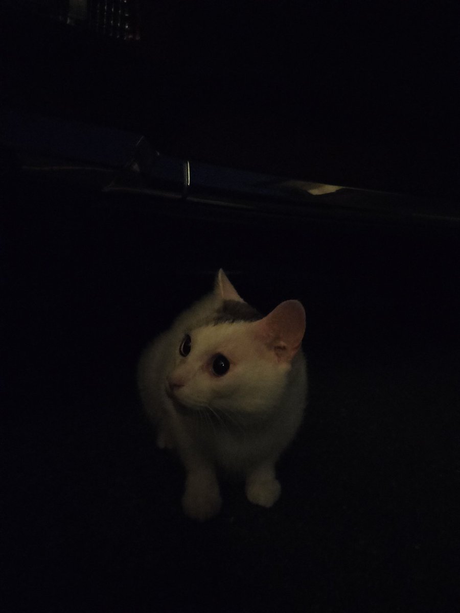 nekonoshome's tweet image. 我が社の顧問になるコモンが来ました 役員候補の貴重な猫材です
#不動産
#起業1年生