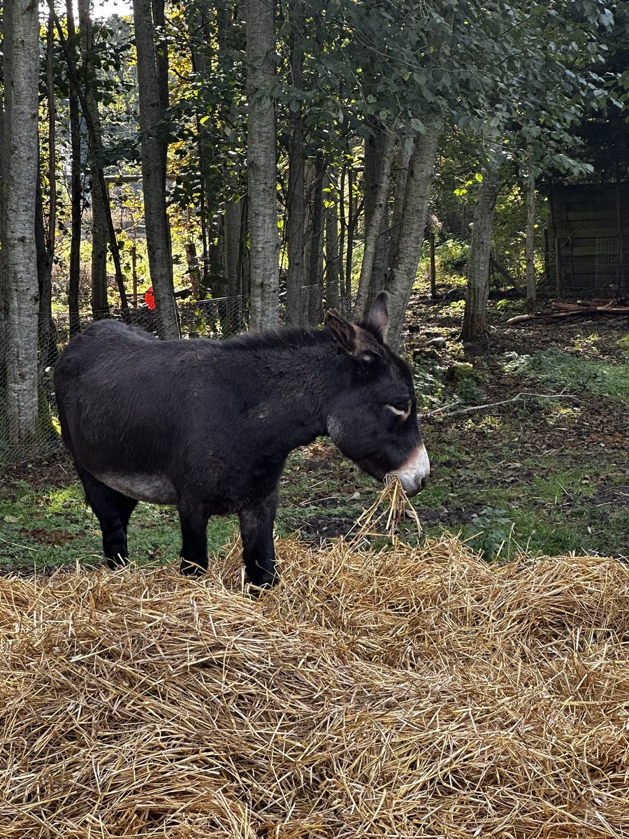 Donkey shelter project at The Field #teamalness @alnessacademy <a href="/AlnessDyw/">Alness Academy DYW</a> <a href="/AlnessArt/">Alness Academy Art Department</a> <a href="/AlnessScience/">ScienceAlness</a> <a href="/AlnessAcademy/">Alness Academy</a>PE <a href="/AlnessLanguages/">Alness Academy Languages Department</a>  <a href="/AlnessSupport/">Alness Academy student support</a> 
<a href="/MurphyGroup1951/">Murphy</a>
<a href="/hubNorthScot/">hub North Scotland</a> <a href="/kierconstruct/">Kier Construction</a> @patmunro1945 <a href="/morrisonbuilds/">Morrison Construction</a> <a href="/EcosystemsT/">Ecosystems Tech</a> <a href="/TheEDTUK/">EDT</a>