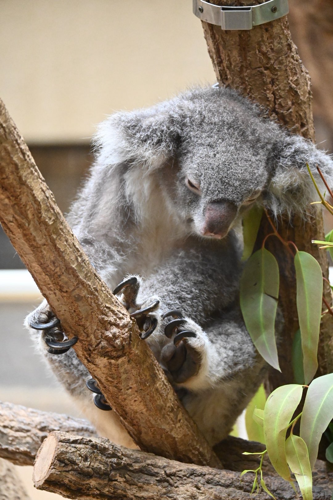 コアラフトン OASIS 501-0181 Mちゃん♡ コアラフトン OASIS