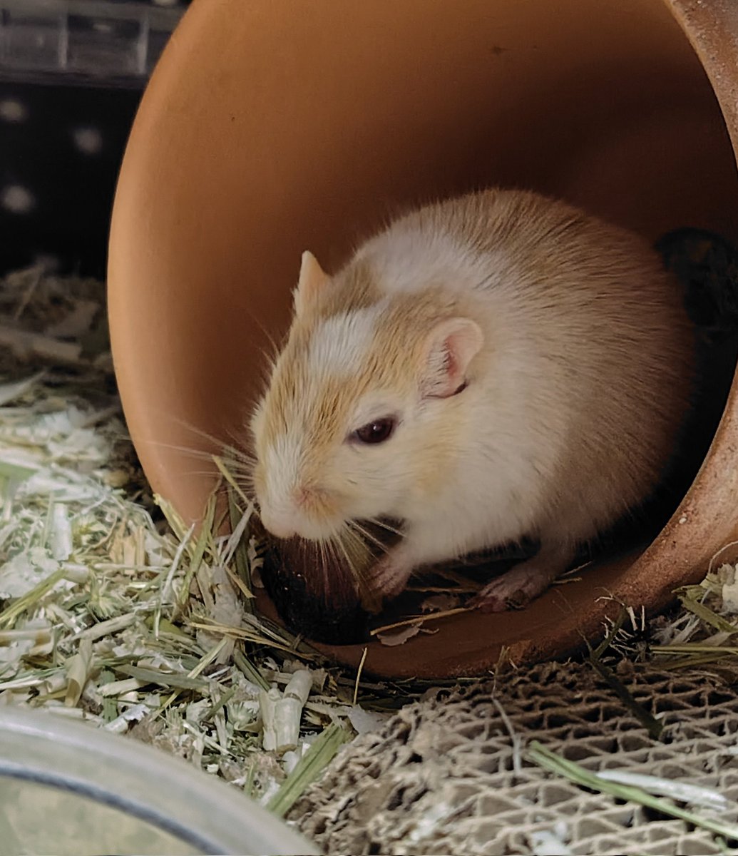 ゴンザに焼き芋を食べてもらいましたが、この目つき。食いつきも微妙であまり好きではないというかんじ。キャベツが一番だね