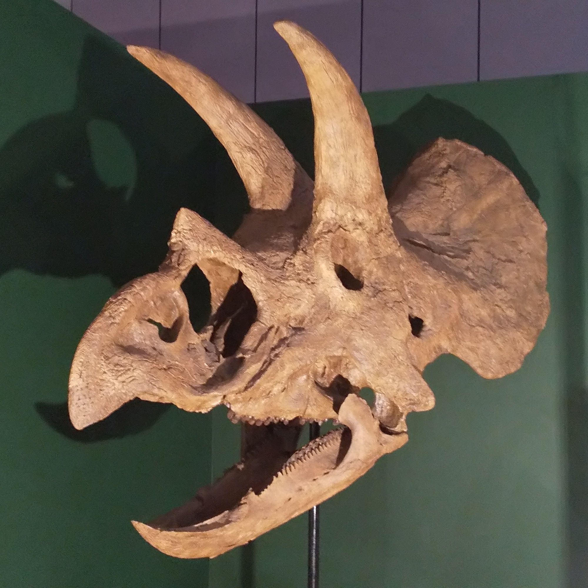 【証明書付】恐竜トリケラトプスの歯 化石(白亜紀後期) 証明書付】恐竜トリケラトプスの歯 化石(白亜紀後期)の通販 by