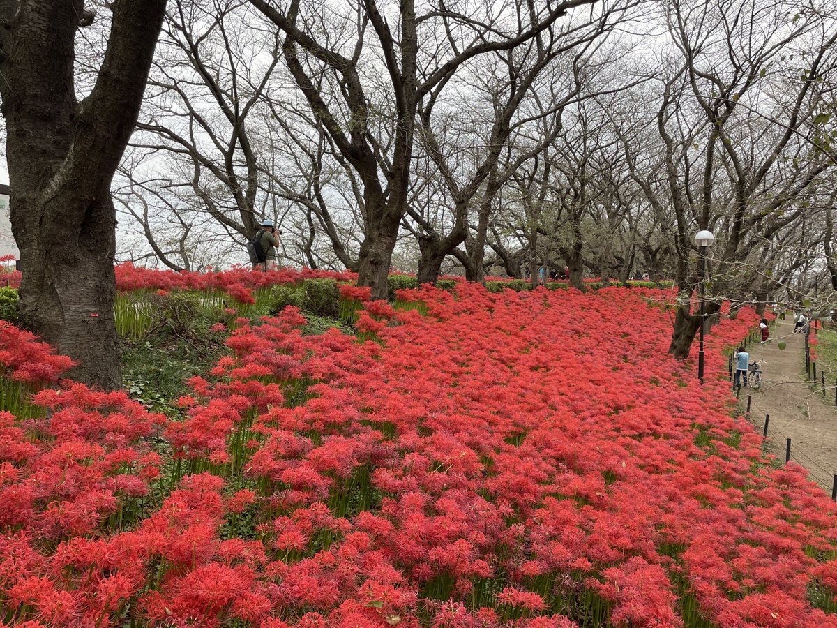 CorollaCrossNya's tweet image. 彼岸花を見にドライブしてきました
#権現堂 
#曼珠沙華 
#ZRV
