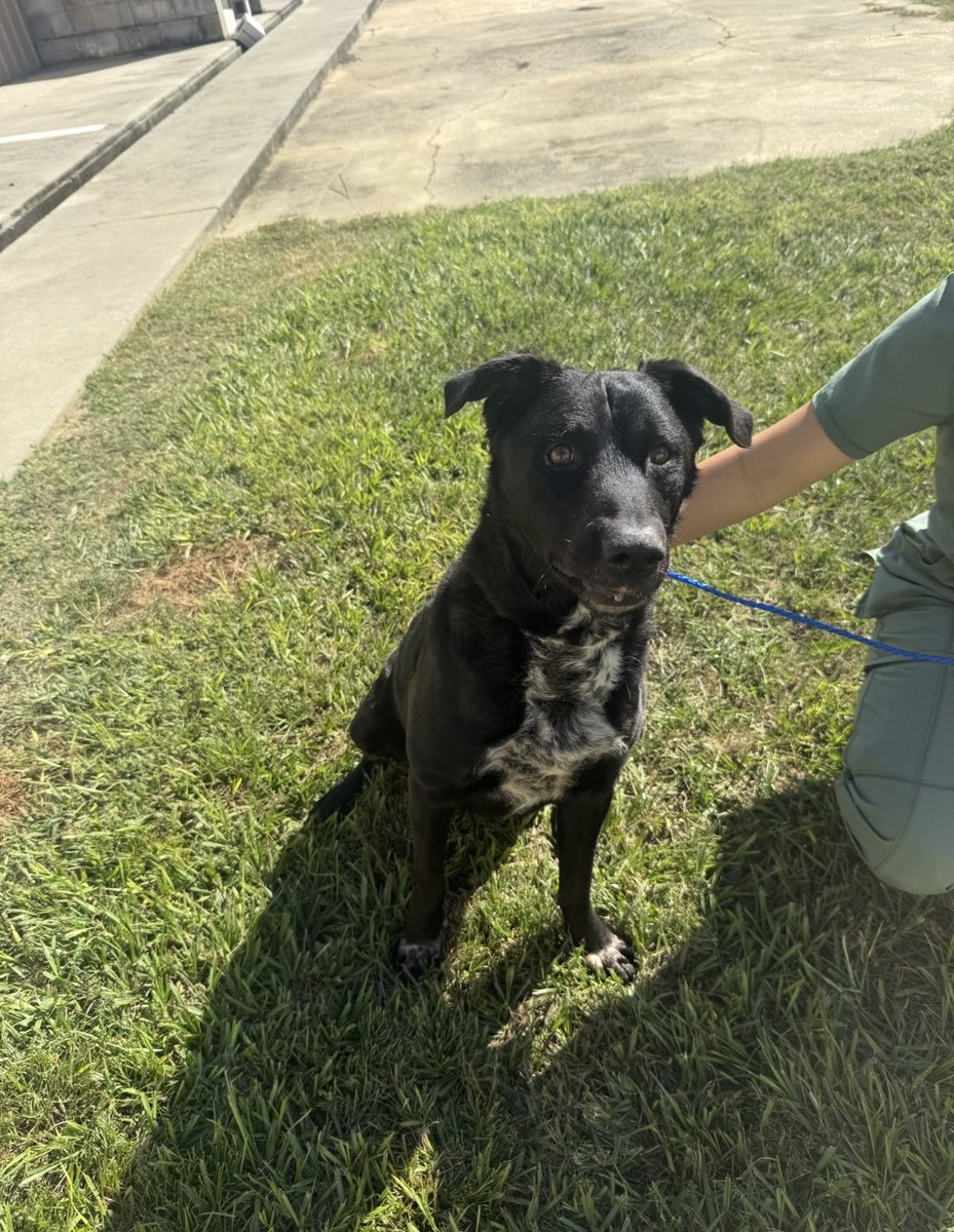 It’s $5 Friday!
This week we help Gregory!
Found by emergency workers wearing a shock collar &amp; military style harness, he’s waited 5 months for someone to choose him.
We did!
Welcome ta the Coop buddy!!! ♥️
rescuecoop.org/donate