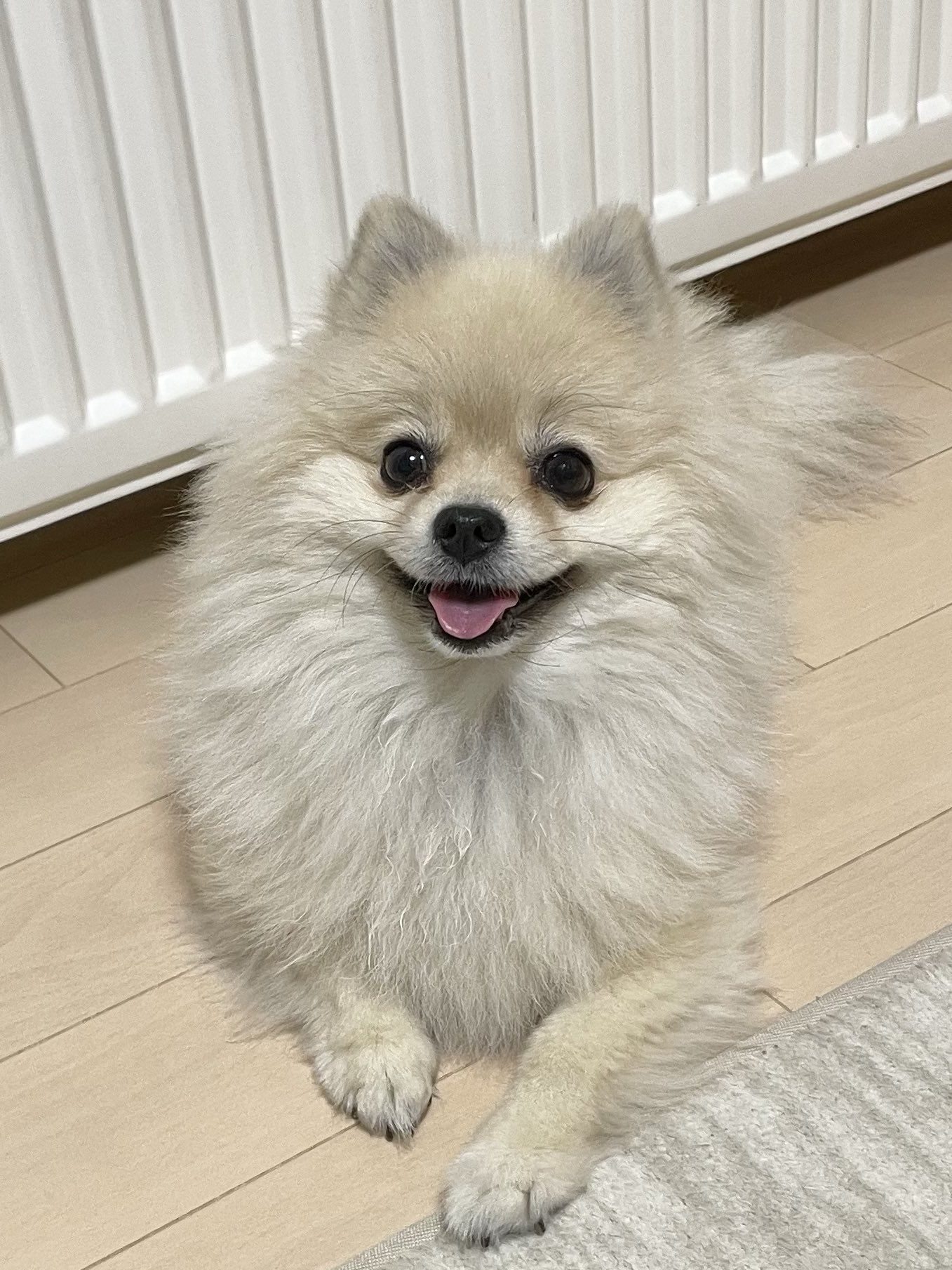 hanako@北国のポメ飼い on X: 