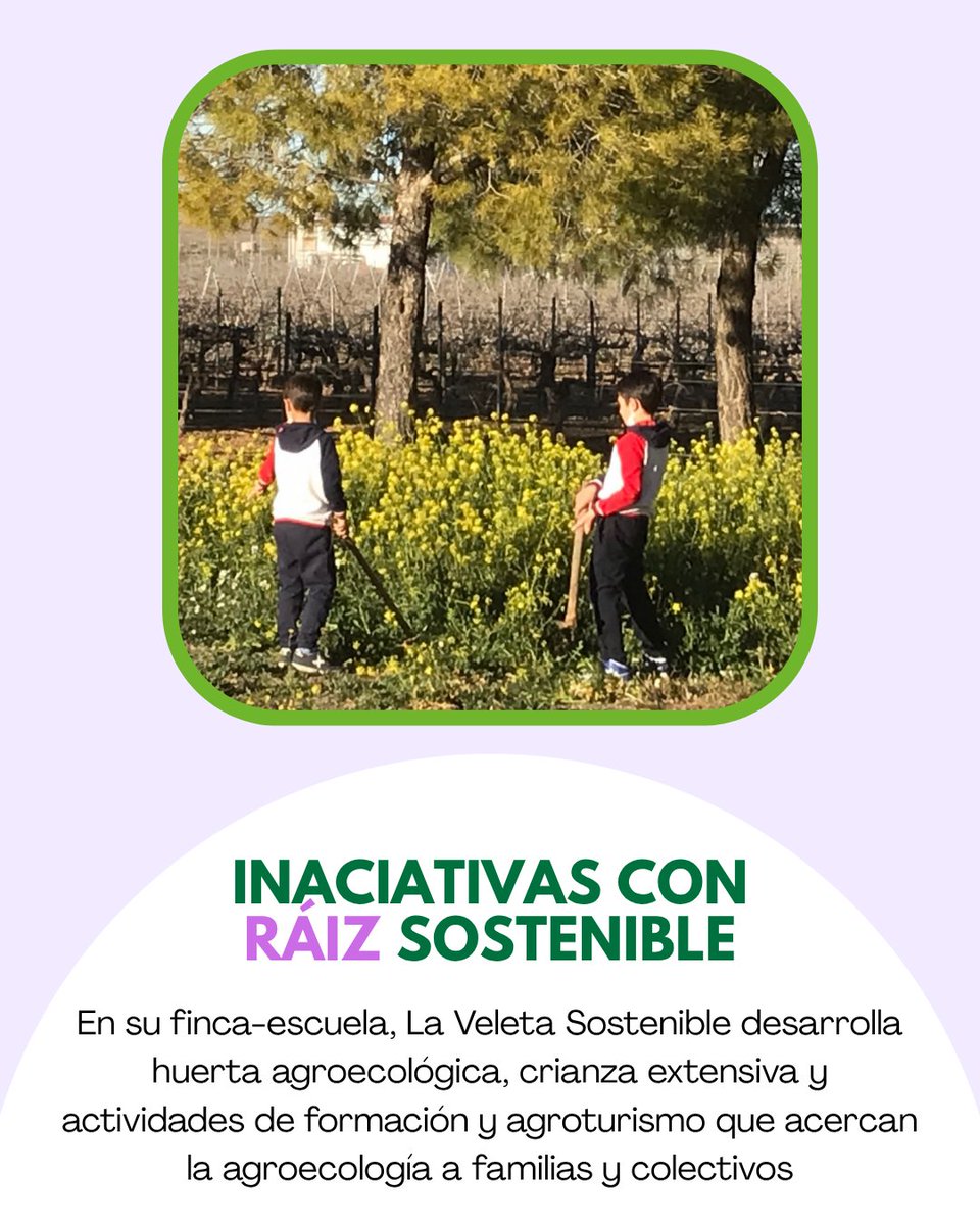 ReaSclm's tweet photo. 🌱✨ ¿CONOCES REAS? ✨🌱
 La Veleta Sostenible (Alcázar de San Juan, CR) impulsa en su finca-escuela huerta agroecológica, crianza extensiva y educación ambiental, acercando la agroecología a familias y colectivos.
#ConocesREAS #REASCLM #Agroecología https://t.co/vPwgxNIWks