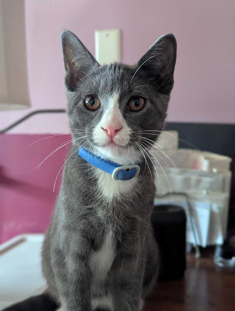 TheMastiffMafia tweet media