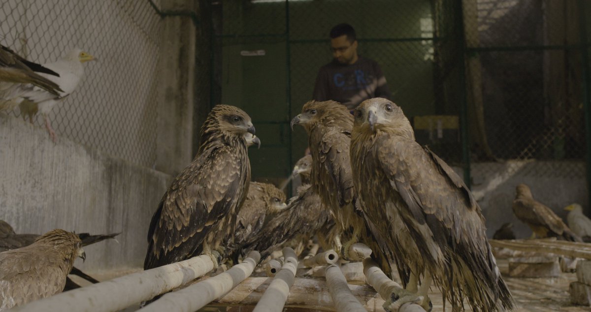 joeclaxton23's tweet photo. All That Breathes (2022)

I liked this film. Not your normal documentary: no talking heads or on-screen facts. Instead, quietly watch brothers Nadeem and Saud care for and rescue kites in Delhi. 

****
#allthatbreathes https://t.co/nQQWK0u4oW