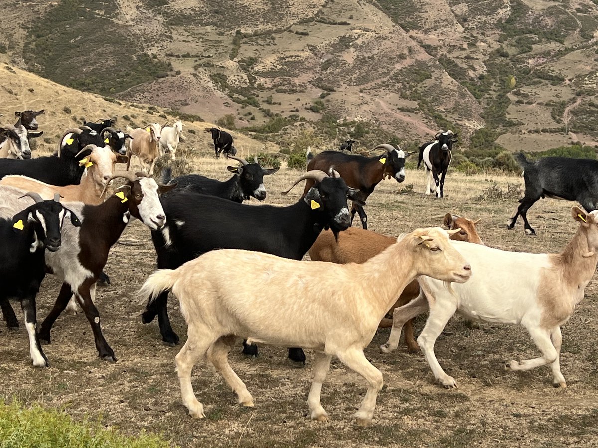 Algunos de nuestros quesos de cabra cuentan con DOP Queso Camerano, que tiene la particularidad de tratarse de la Denominación de Origen de queso🧀 de cabra más al norte de nuestro país. 

#quesoloscameros #dopquesocamerano #trashumancia #quesodecabra #cabras #sierradecameros