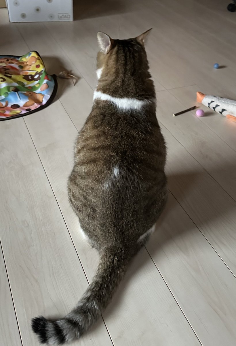 ︎ ︎︎︎︎︎ねこ好き ねこ肯定感｜抱きまくらMサイズ