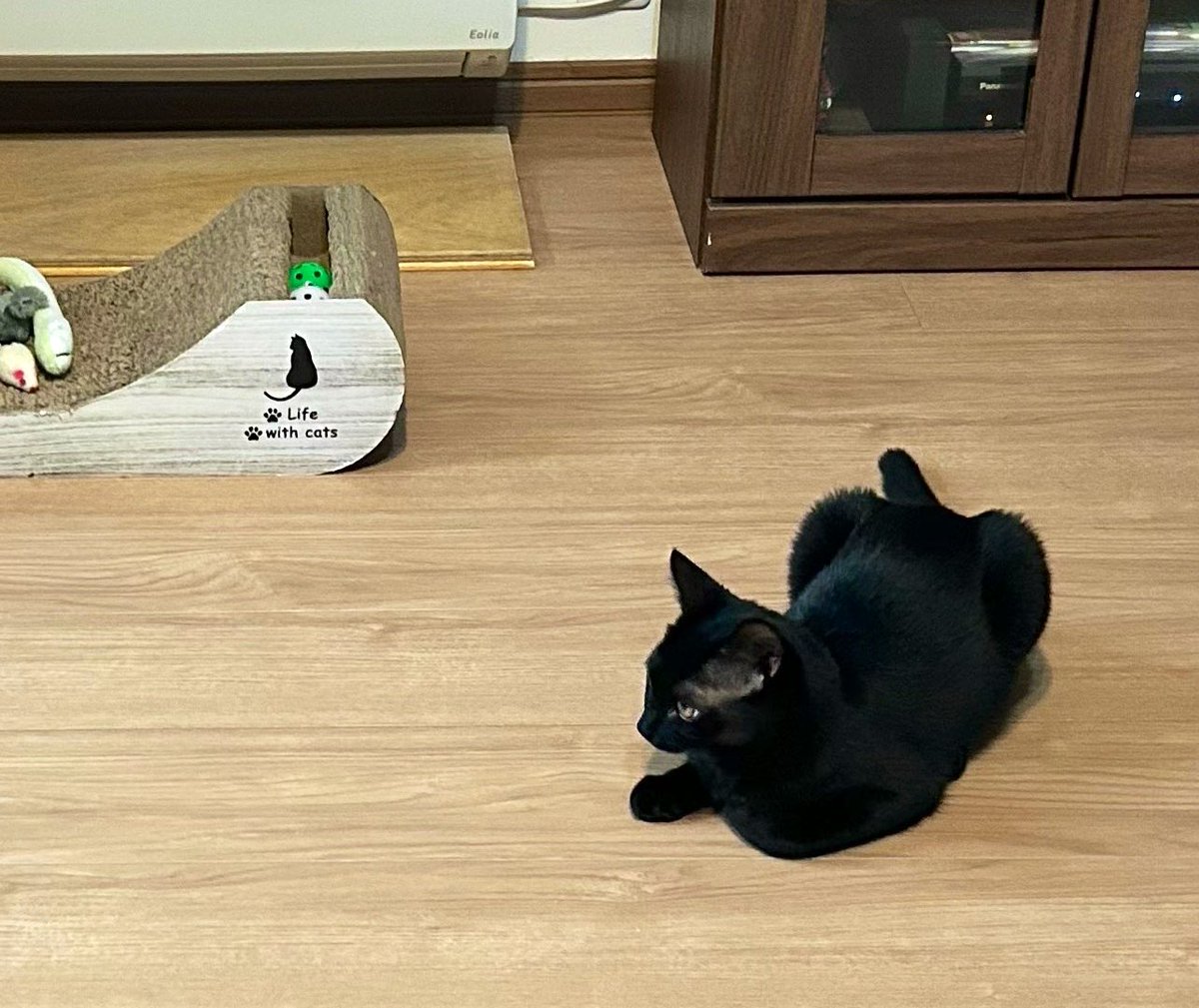 友人宅の新入り娘🐈‍⬛
生後8ヶ月ってこんなにちっちゃいの？💗　可愛い　ジッとしない　可愛い
じゃらしで疲れさせた一瞬を📸