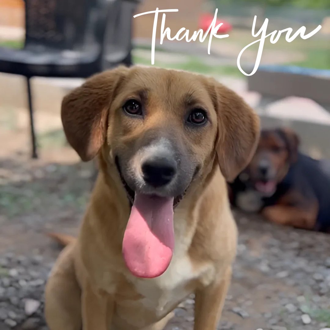 DogDeskAction's tweet image. Engagement on our posts has suddenly fallen through the floor 

Can you see this tweet? 

Or has the algorithm decided our rescue dogs aren’t worth showing anymore? 

Please give us a ❤️ or RT so we know you’re still with us! #smallrescuevisibility #supportrescue #doglovers