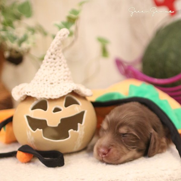 Pluto (Miho, gura) tweet media