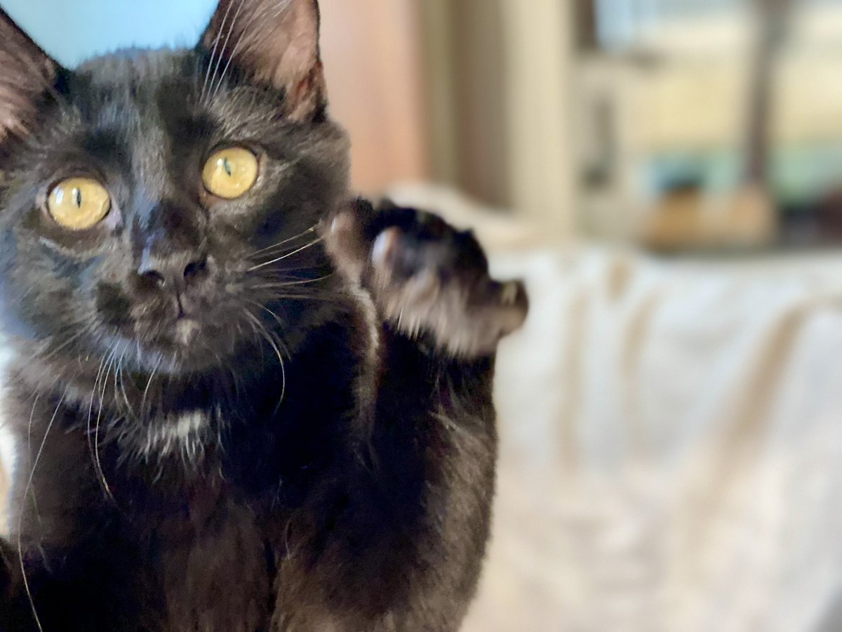 catnipaddicts's tweet image. Hey, hey, hey you, pet the void, come on, you can do it! 🖤Day 3 of #OrangeOrBlackCatober