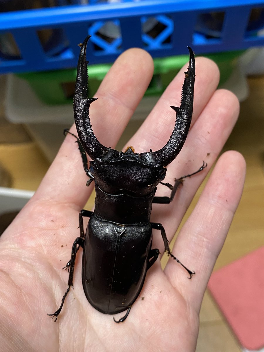 カブクワオタク クワガタマン (@HirschkaferShop) / Posts / X