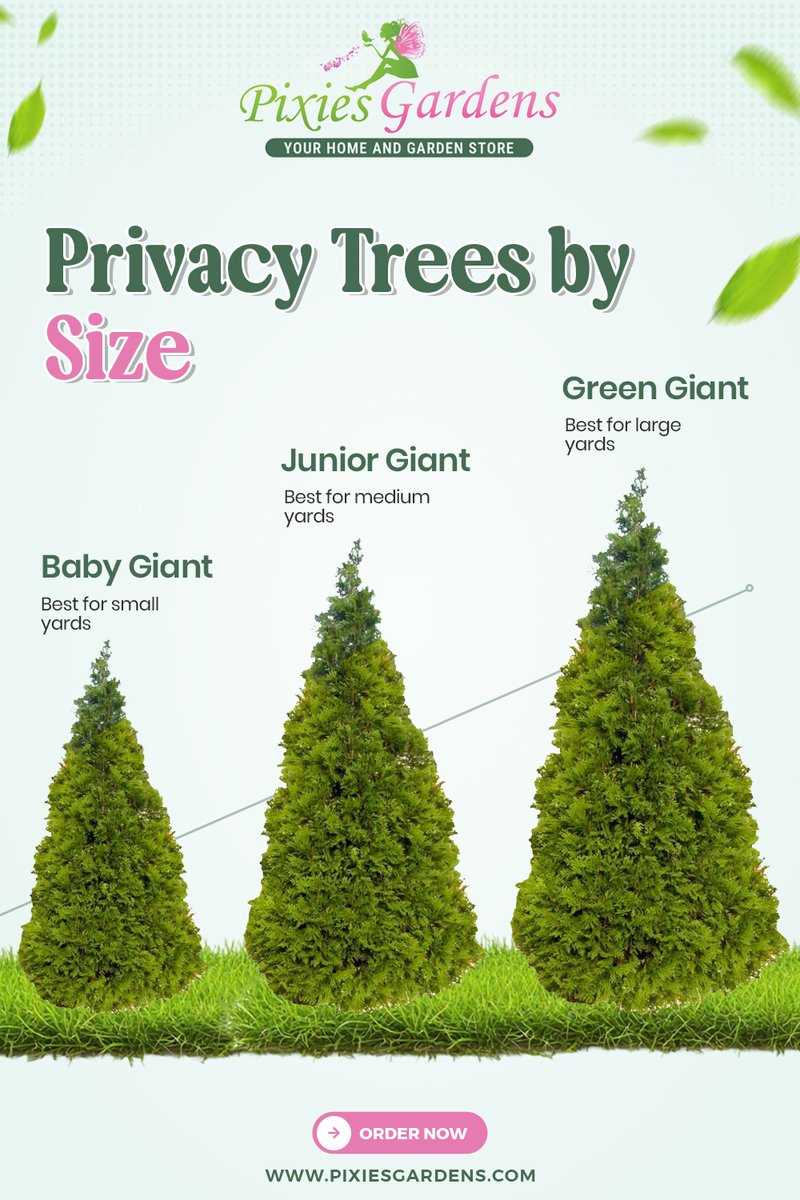 PixiesGardens's tweet image. 🌳 Natural privacy for every yard size!

✨ Baby Giant – small yards
✨ Junior Giant – medium yards
✨ Green Giant – large yards
🏡 Add beauty + privacy to your home.

👉 Order now: pixiesgardens.com

#PixiesGardens #PrivacyTrees #GardenCare