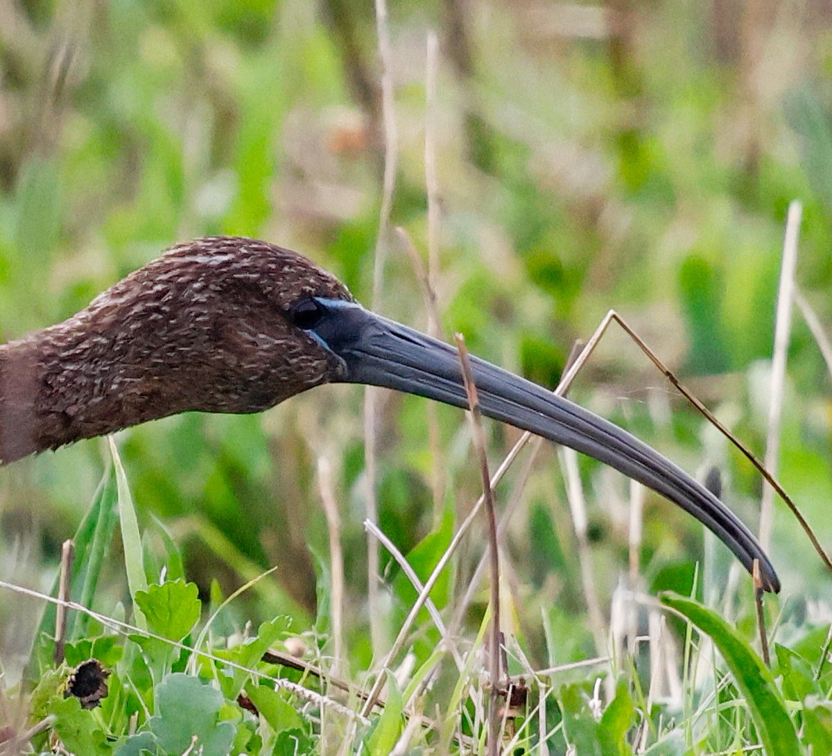 SteveClippo tweet media