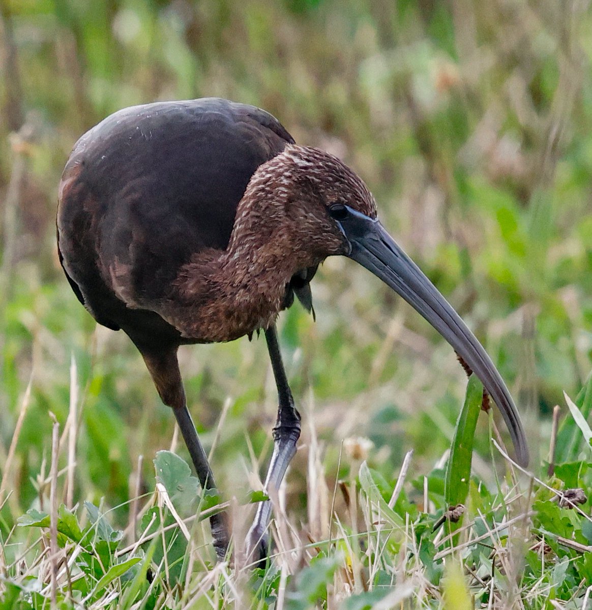 SteveClippo tweet media