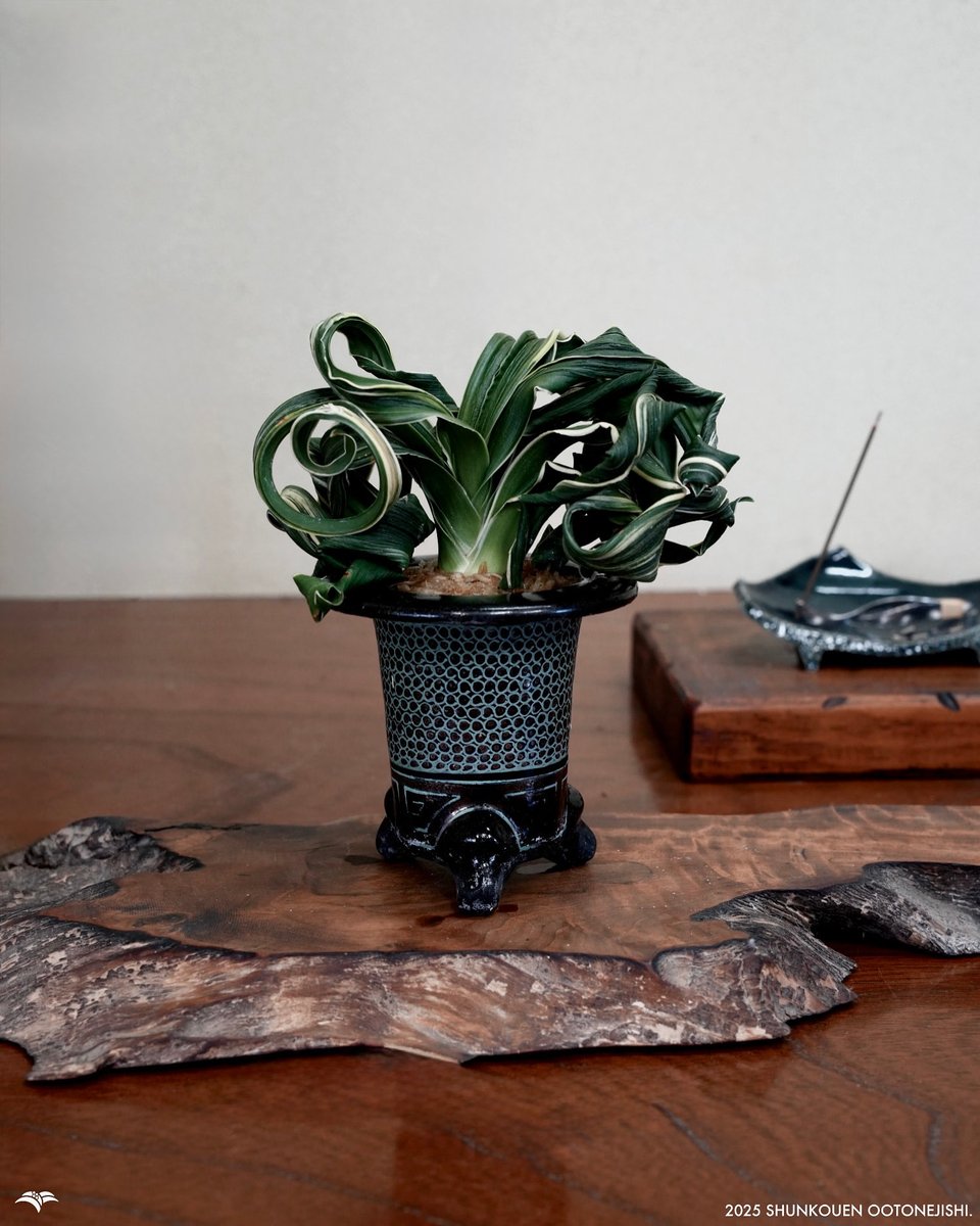 春光園 / SHUNKOUEN info (@shunkou_en) / Posts / X