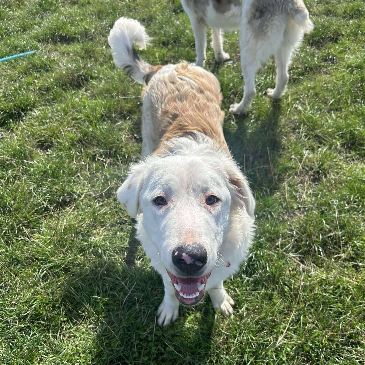 Rescue dogs for rehoming (@rescuedoggypaws) on Twitter photo TESS is in kennels in #Worcestershire  She's an 8 month old, large, mixed breed girl. She can live with or without another dog. She’d need children in her home who are teenage years or older However, dog savvy children of a younger age would be considered
amiciidogrescue.org.uk/adopt-a-dog TESS is in kennels in #Worcestershire  She's an 8 month old, large, mixed breed girl. She can live with or without another dog. She’d need children in her home who are teenage years or older However, dog savvy children of a younger age would be considered
amiciidogrescue.org.uk/adopt-a-dog