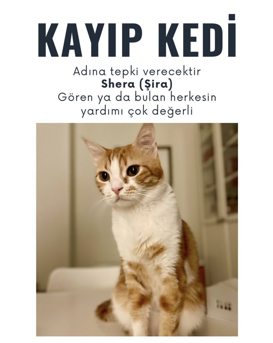 sataplia's tweet photo. ‼️Kartal Çavuşoğlu mahallesinde kedim kayboldu. Gören bulan olursa benimle iletişime geçebilirse çok sevinirim. https://t.co/XaFdFIXKOT