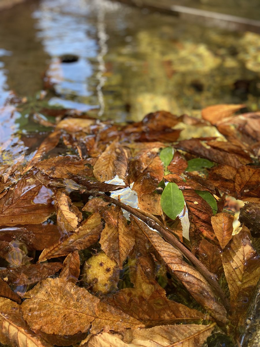 Sonia Zuccaro tweet media