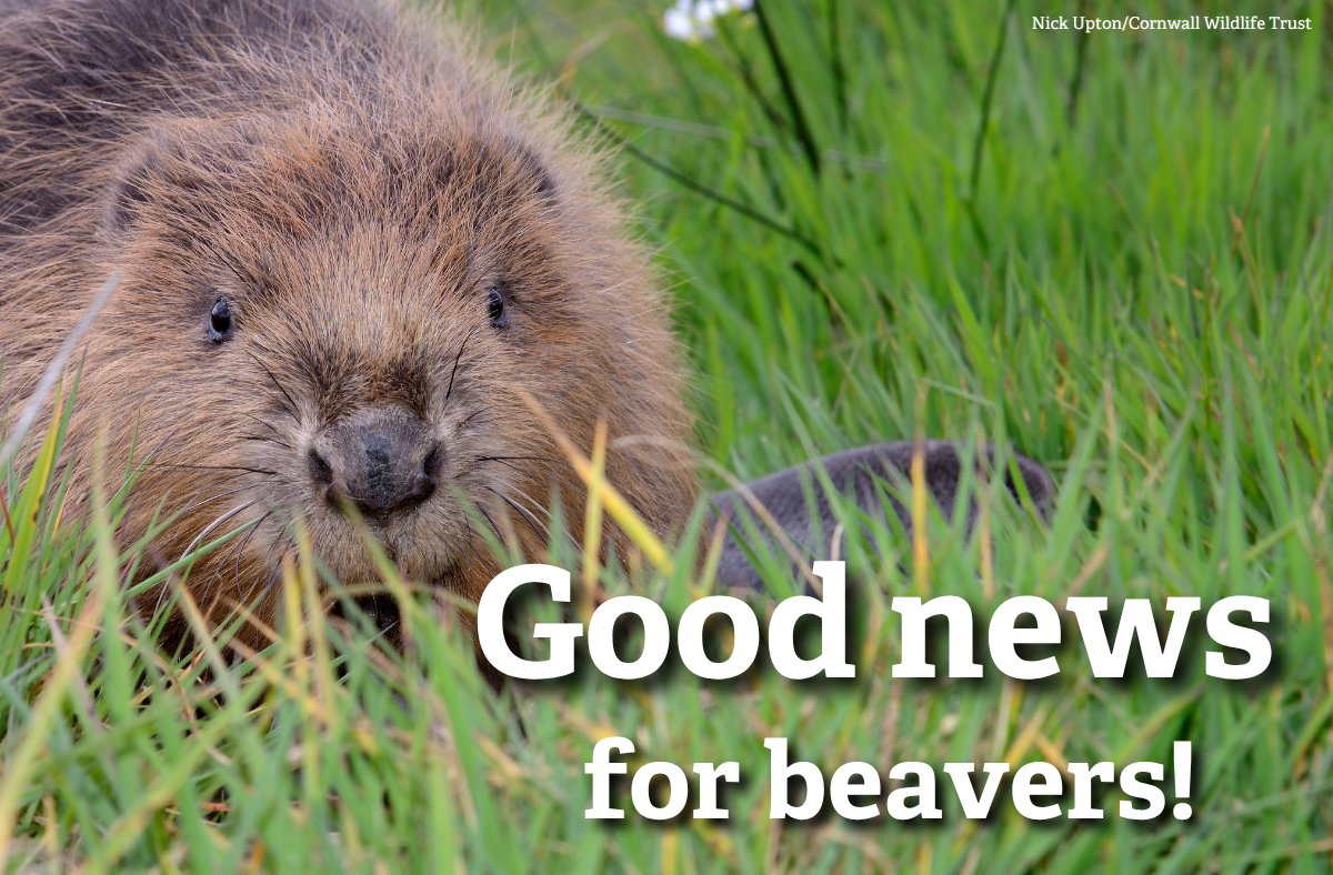Historic Moment For Beavers in Wales! 🦫🎉

The Welsh Government has officially recognised European beavers as a native species, granting them full legal protection. A huge milestone for wildlife, rivers and, people.

Read more 👉 wtwales.org/news/historic-…