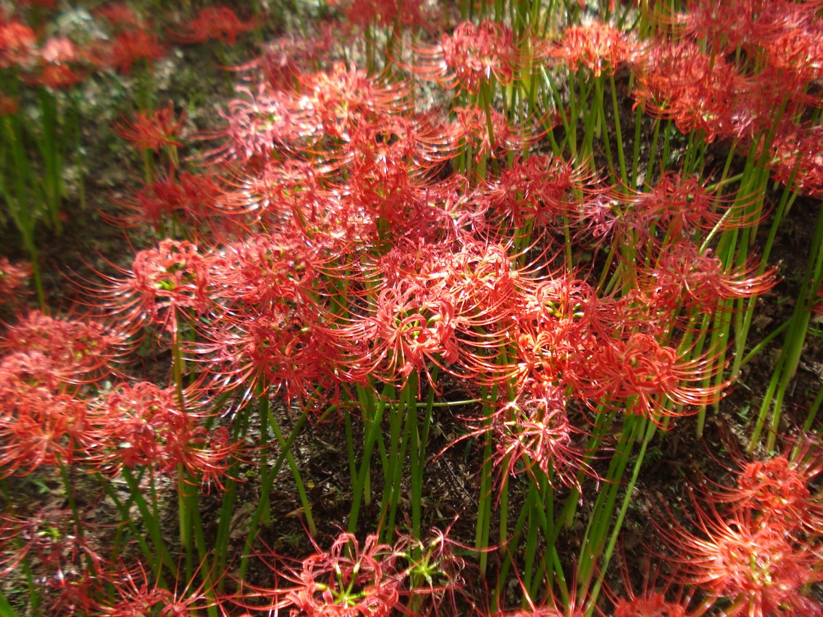 천리포 사진 발굴해보니 폰카랑 차이가 극명하긴 하다....
심지어 카메라 lcd가 작고 화질 안좋아서 모니터가 잘 안 되기 때문에 초점 나간 것도 모르고 걍 찍음....필카느낌이라면 필카느낌이네.....