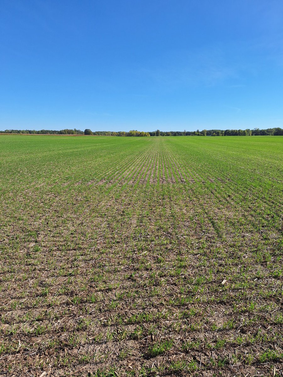 #agrisagronomy this wheat planted Sept 17 emerged on Sept 25 after 173 GDD accumulation, 
1.5 inch planting depth