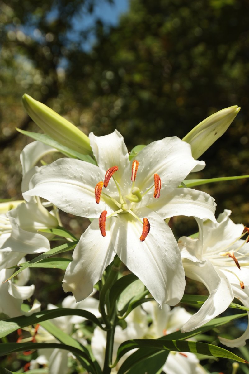 Lily 😃

#FlowerPhotography #Lilium #Lily